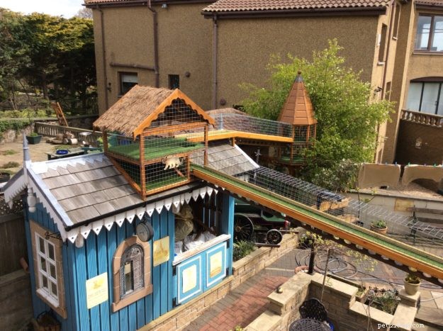 Designing a Safe Outdoor Cat Run: DIY Catwalk Tips & Success Stories