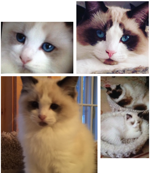 Sir Greyson Ty – Spotlight on Our Featured Ragdoll Cat of the Week