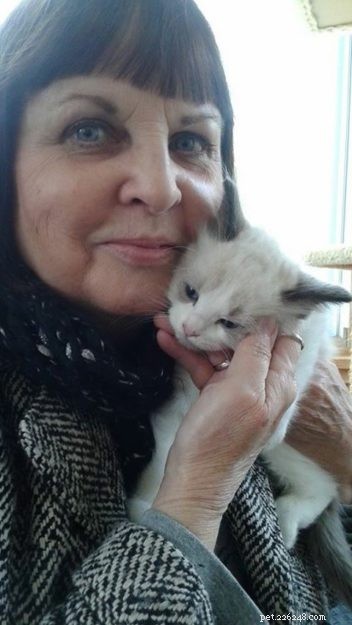 Sir Greyson Ty – Spotlight on Our Featured Ragdoll Cat of the Week
