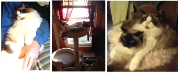 Sir Greyson Ty – Spotlight on Our Featured Ragdoll Cat of the Week