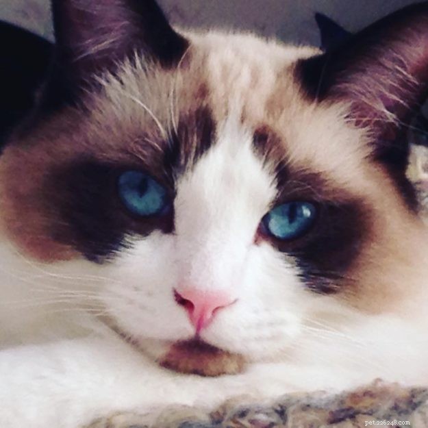 Sir Greyson Ty – Spotlight on Our Featured Ragdoll Cat of the Week