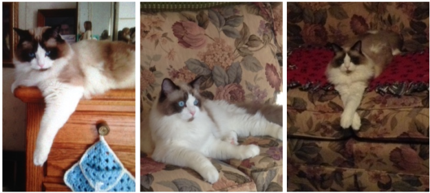 Sir Greyson Ty – Spotlight on Our Featured Ragdoll Cat of the Week