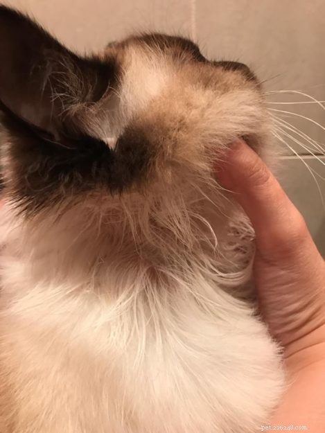Is Your Cat Losing Hair Around Its Neck? Common Causes & Solutions
