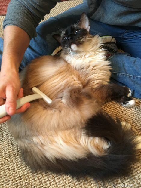 Preventing Mats in Ragdoll Cats: Expert Grooming Tips
