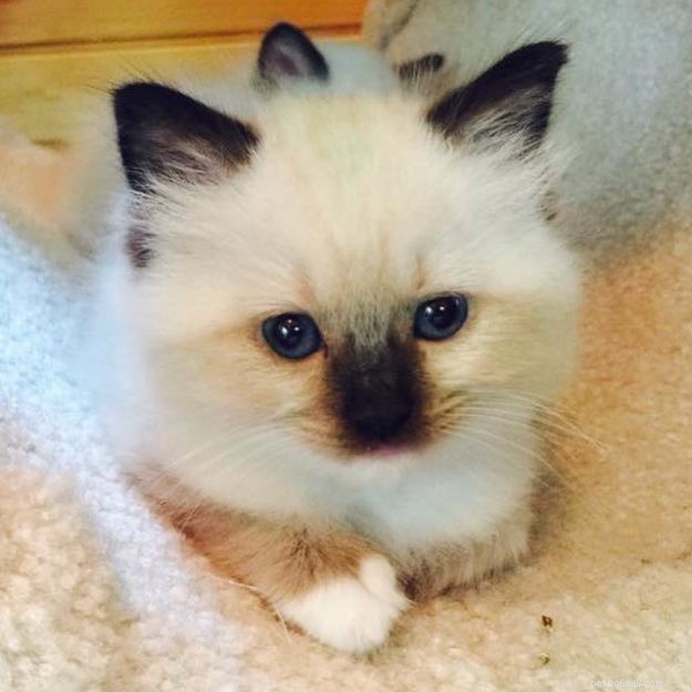 Mon Cheri Amore: Ragdoll Star of the Week in Taunton, Massachusetts