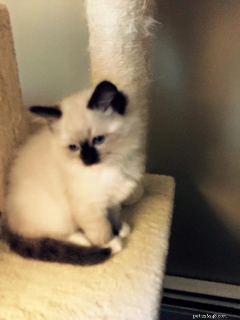 Mon Cheri Amore: Ragdoll Star of the Week in Taunton, Massachusetts
