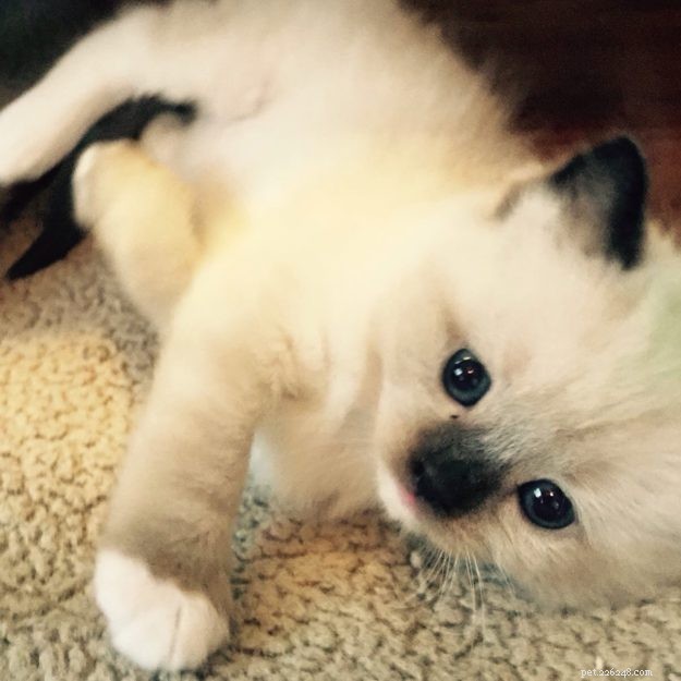 Mon Cheri Amore: Ragdoll Star of the Week in Taunton, Massachusetts