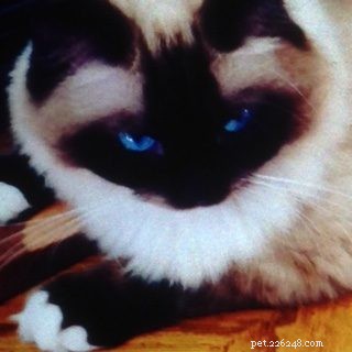 Mon Cheri Amore: Ragdoll Star of the Week in Taunton, Massachusetts