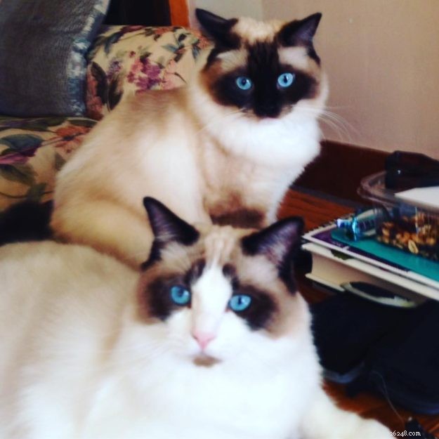 Mon Cheri Amore: Ragdoll Star of the Week in Taunton, Massachusetts