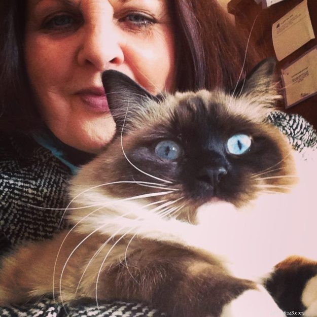 Mon Cheri Amore: Ragdoll Star of the Week in Taunton, Massachusetts