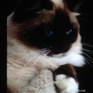 Mon Cheri Amore: Ragdoll Star of the Week in Taunton, Massachusetts