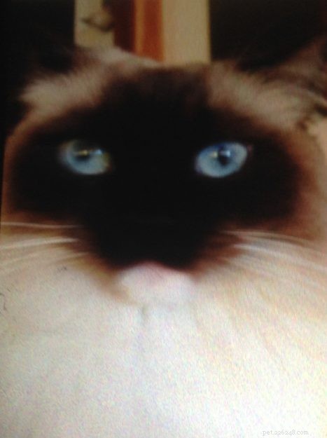 Mon Cheri Amore: Ragdoll Star of the Week in Taunton, Massachusetts
