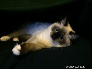 Mon Cheri Amore: Ragdoll Star of the Week in Taunton, Massachusetts
