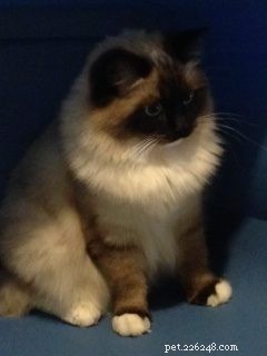 Mon Cheri Amore: Ragdoll Star of the Week in Taunton, Massachusetts