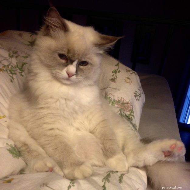 Meet Gordo: The Ragdoll Star of the Week