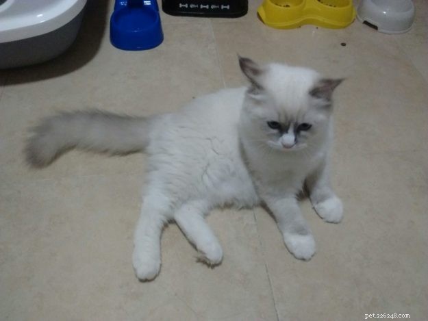 Meet Gordo: The Ragdoll Star of the Week