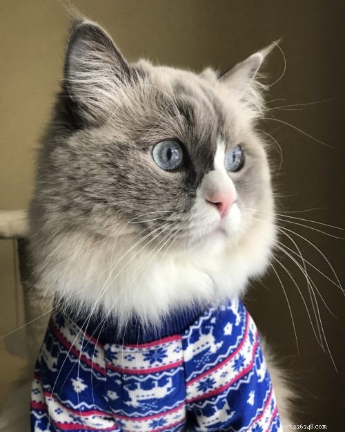 Meet Gordo: The Ragdoll Star of the Week