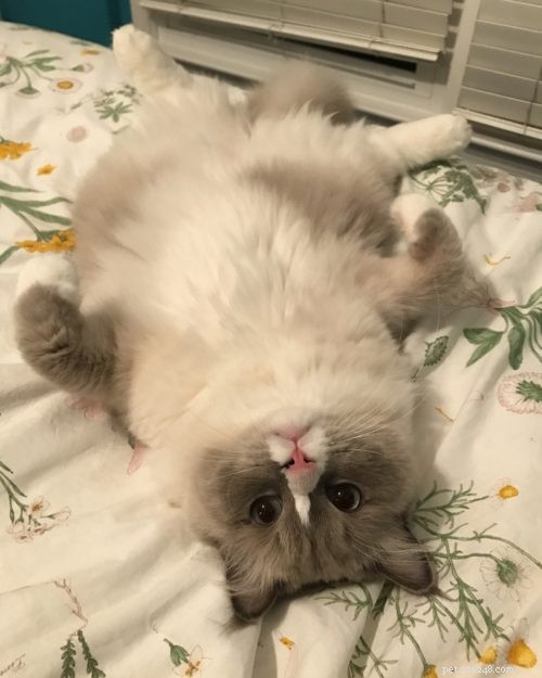 Meet Gordo: The Ragdoll Star of the Week