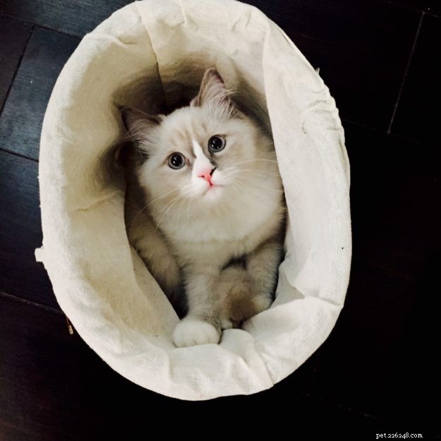 Meet Gordo: The Ragdoll Star of the Week