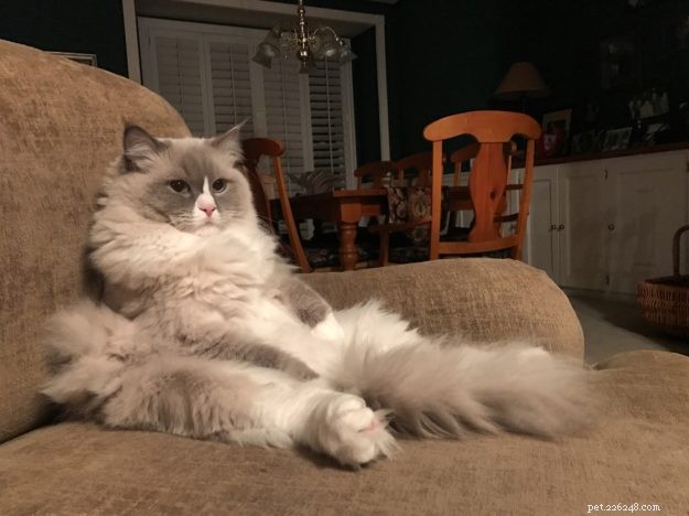 Meet Gordo: The Ragdoll Star of the Week