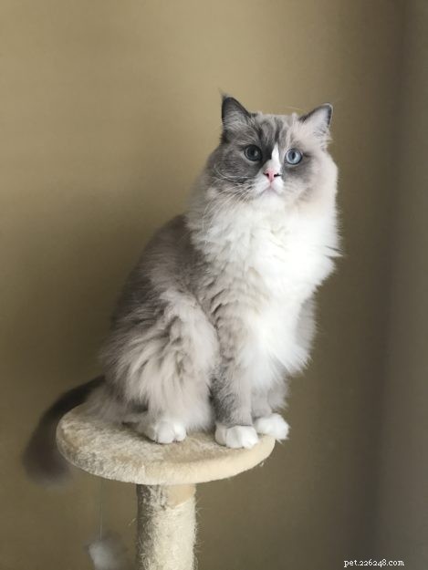 Meet Gordo: The Ragdoll Star of the Week