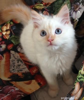 Meet Kimba: Berlin s Adorable Ragdoll Kitten of the Month