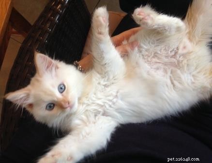 Meet Kimba: Berlin s Adorable Ragdoll Kitten of the Month