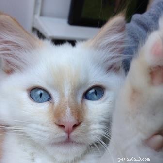 Meet Kimba: Berlin s Adorable Ragdoll Kitten of the Month