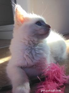Meet Kimba: Berlin s Adorable Ragdoll Kitten of the Month