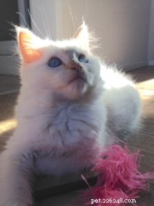 Meet Kimba: Berlin s Adorable Ragdoll Kitten of the Month