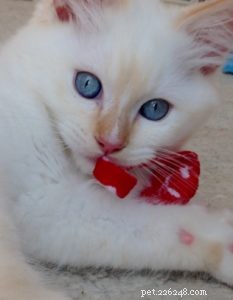 Meet Kimba: Berlin s Adorable Ragdoll Kitten of the Month