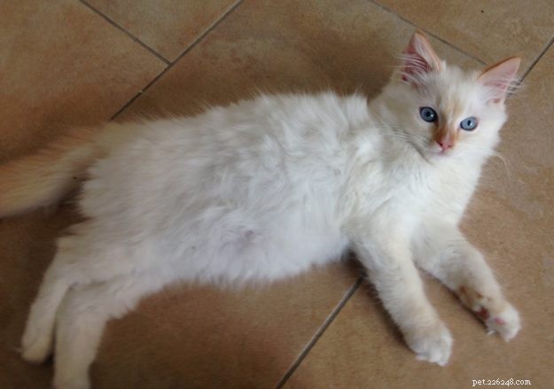 Meet Kimba: Berlin s Adorable Ragdoll Kitten of the Month