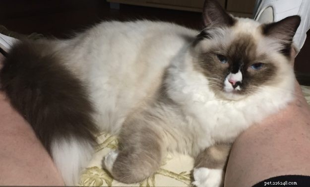 Meet Lila, Belle, and Mitty: The Ragdoll Trio and Their Heartwarming Journey