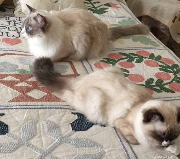 Meet Lila, Belle, and Mitty: The Ragdoll Trio and Their Heartwarming Journey