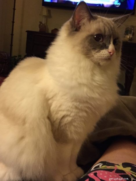 Meet Lila, Belle, and Mitty: The Ragdoll Trio and Their Heartwarming Journey
