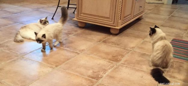 Meet Lila, Belle, and Mitty: The Ragdoll Trio and Their Heartwarming Journey