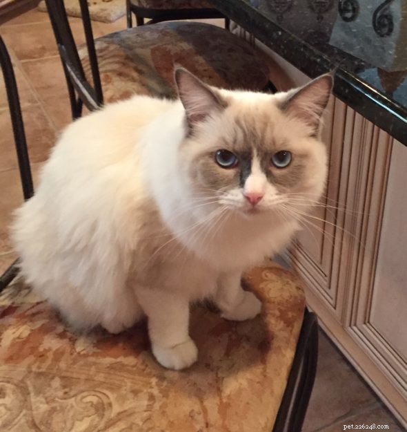 Meet Lila, Belle, and Mitty: The Ragdoll Trio and Their Heartwarming Journey
