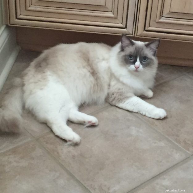 Meet Lila, Belle, and Mitty: The Ragdoll Trio and Their Heartwarming Journey
