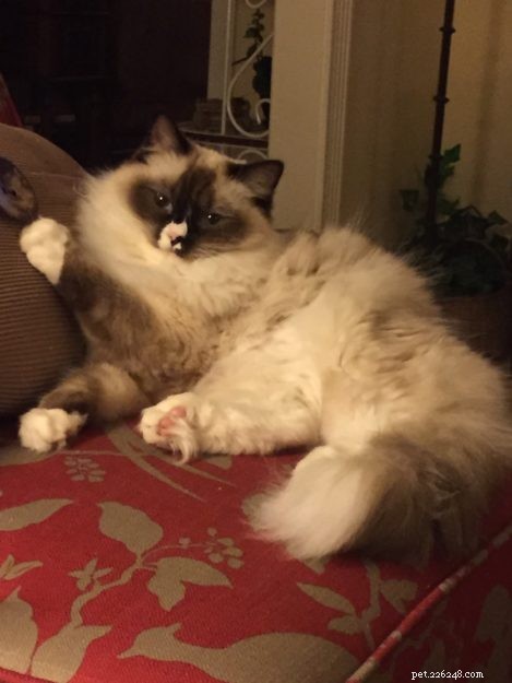 Meet Lila, Belle, and Mitty: The Ragdoll Trio and Their Heartwarming Journey