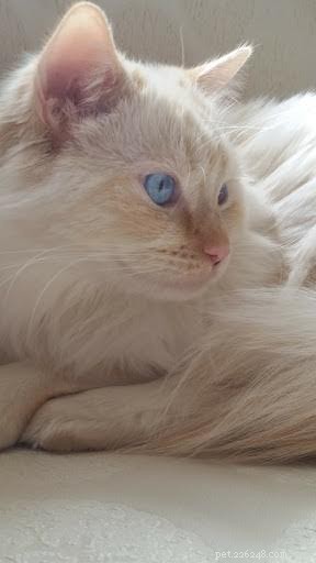 Shogun – The Adorable Ragdoll Cat Featured This Week
