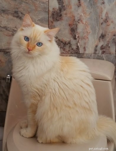 Shogun – The Adorable Ragdoll Cat Featured This Week