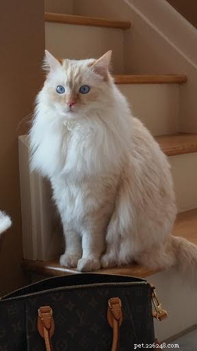 Shogun – The Adorable Ragdoll Cat Featured This Week