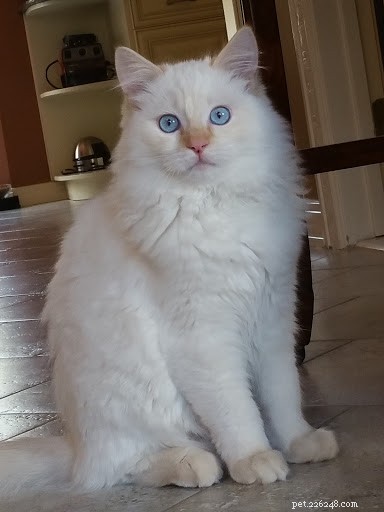 Shogun – The Adorable Ragdoll Cat Featured This Week