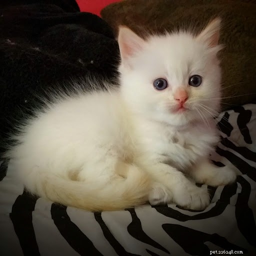 Shogun – The Adorable Ragdoll Cat Featured This Week
