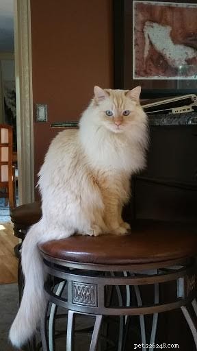 Shogun – The Adorable Ragdoll Cat Featured This Week