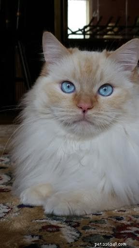 Shogun – The Adorable Ragdoll Cat Featured This Week