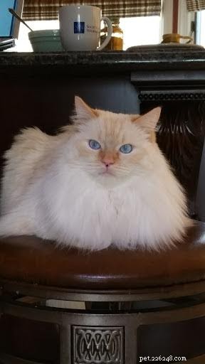 Shogun – The Adorable Ragdoll Cat Featured This Week