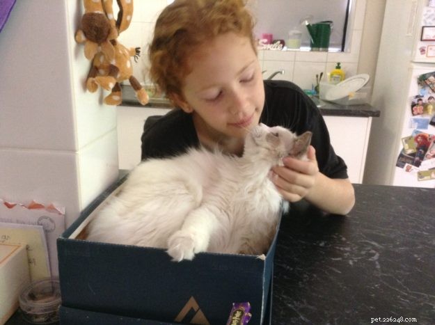 Meet Soki: Australia s Gentle Blue Bicolour Ragdoll Cat