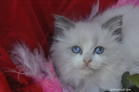 Meet Soki: Australia s Gentle Blue Bicolour Ragdoll Cat