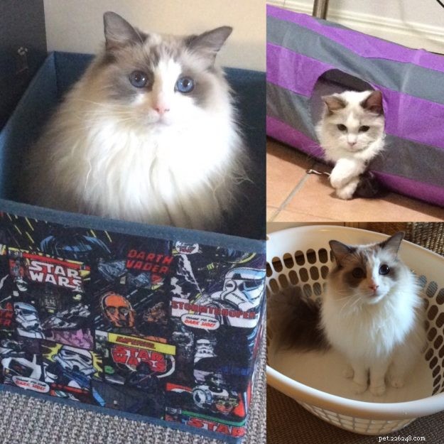 Meet Soki: Australia s Gentle Blue Bicolour Ragdoll Cat